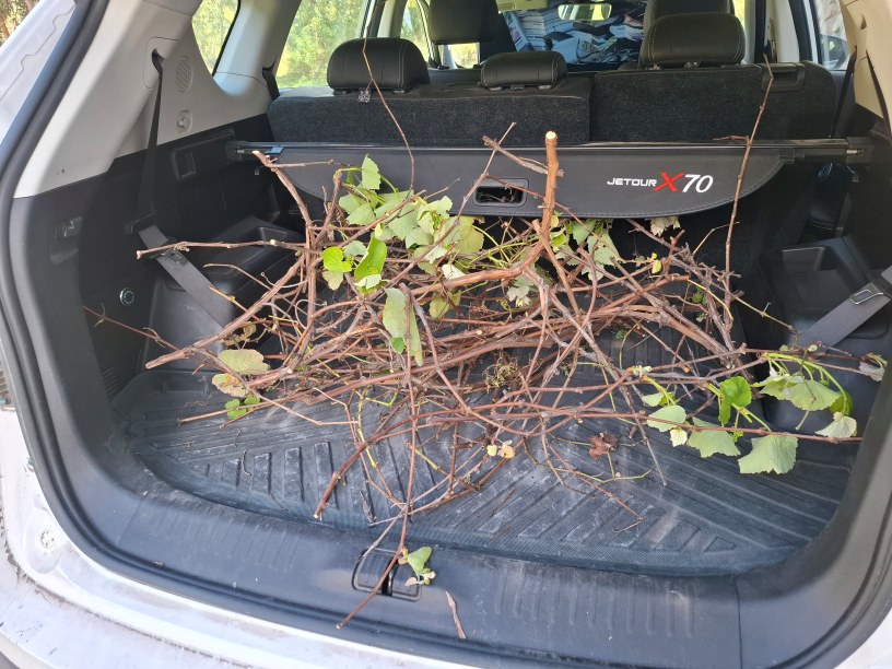 Rootstock cutting arriving to be bagged