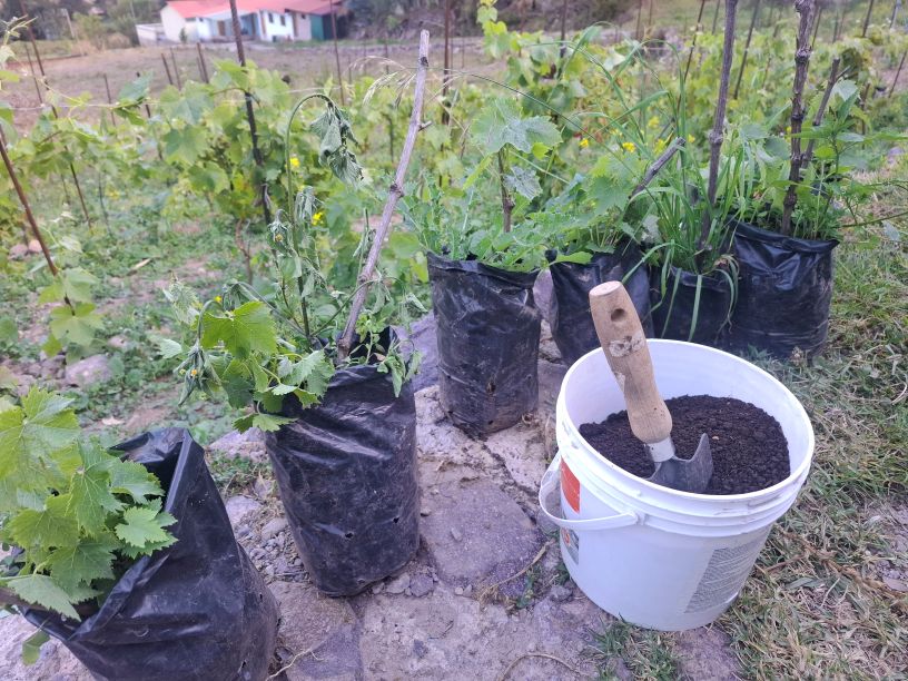 Replanting some of the original bags, which were growing very slowly