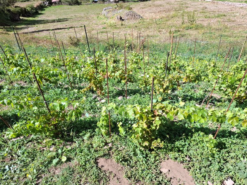 The first vineyard plot is growing well now