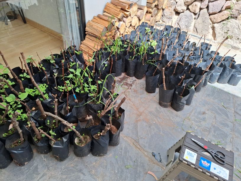 Bags of vines before planting into the vineyard